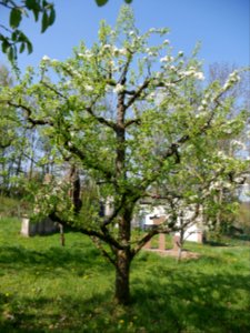 Gelbmöstler Freilichtmuseum Roscheider Hof Ganzer Baum H1