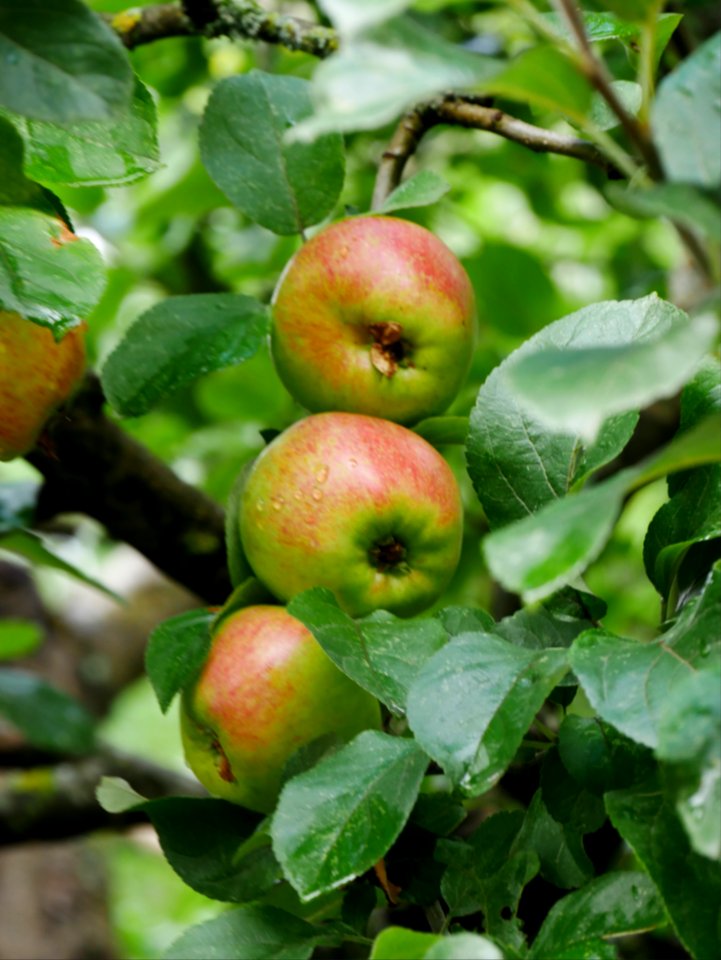 Geheimrat Dr. Oldenburg Freilichtmuseum Roscheider Hof Frucht H7