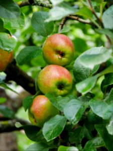 Geheimrat Dr. Oldenburg Freilichtmuseum Roscheider Hof Frucht H7