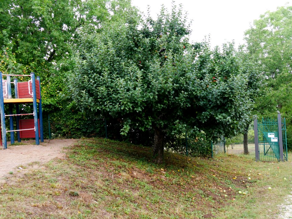 Geheimrat Dr. Oldenburg Freilichtmuseum Roscheider Hof Ganzer Baum H3