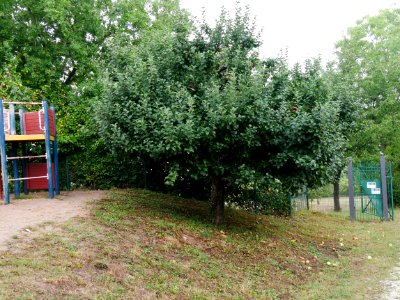 Geheimrat Dr. Oldenburg Freilichtmuseum Roscheider Hof Ganzer Baum H3