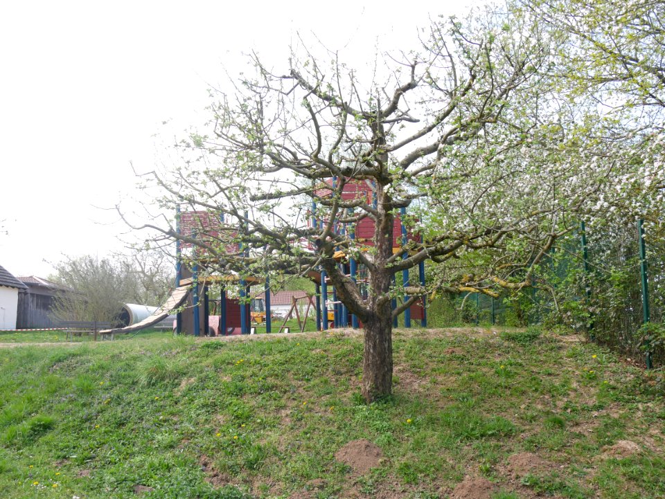 Geheimrat Dr. Oldenburg Freilichtmuseum Roscheider Hof Ganzer Baum H4