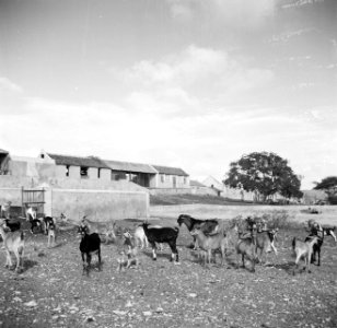 Geiten bij landhuis Savonet op Curaçao, Bestanddeelnr 252-7391