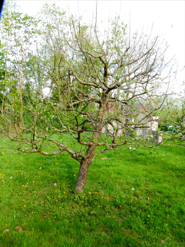 Gelber Edelapfel Freilichtmuseum Roscheider Hof Frucht Ganzer Baum H23