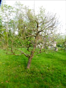 Gelber Edelapfel Freilichtmuseum Roscheider Hof Frucht Ganzer Baum H23