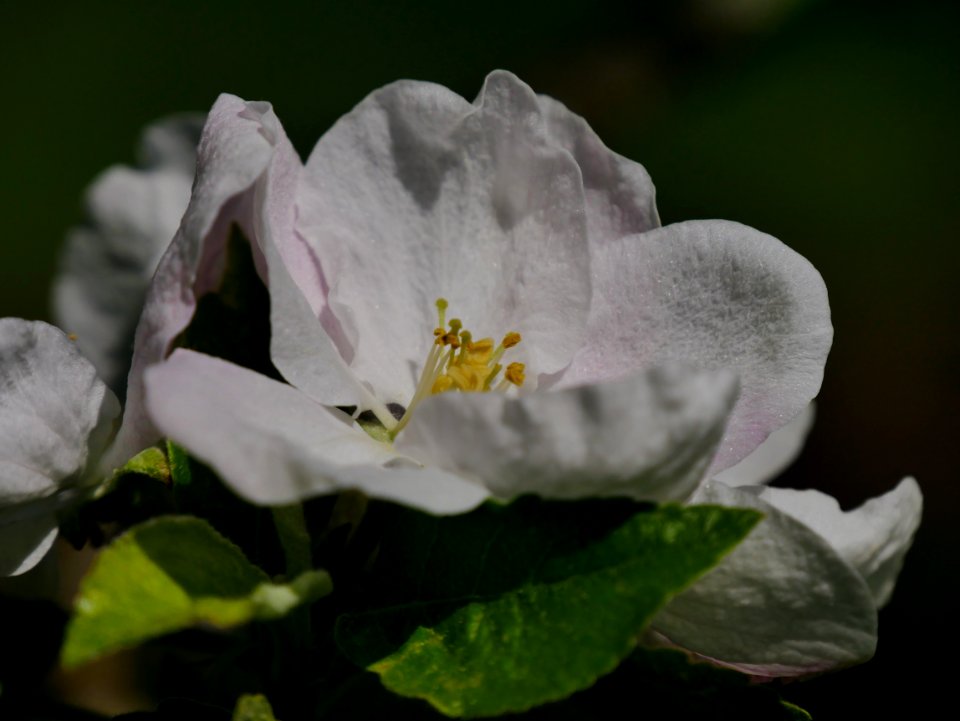 Gelber Edelapfel Freilichtmuseum Roscheider Hof Blüte H1