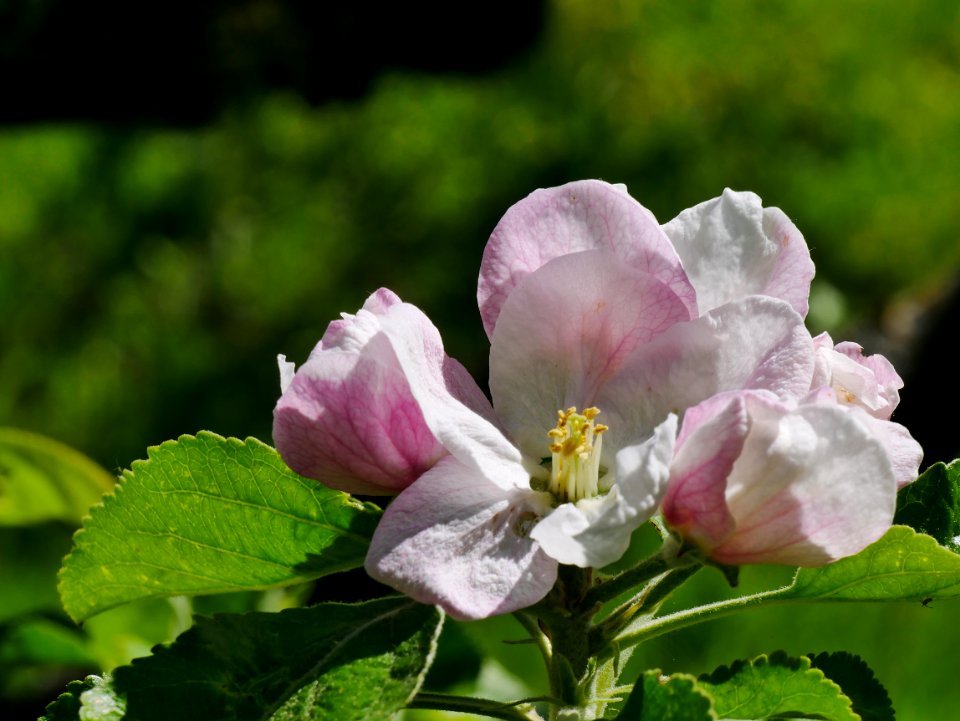 Gelber Edelapfel Freilichtmuseum Roscheider Hof Blüte H4
