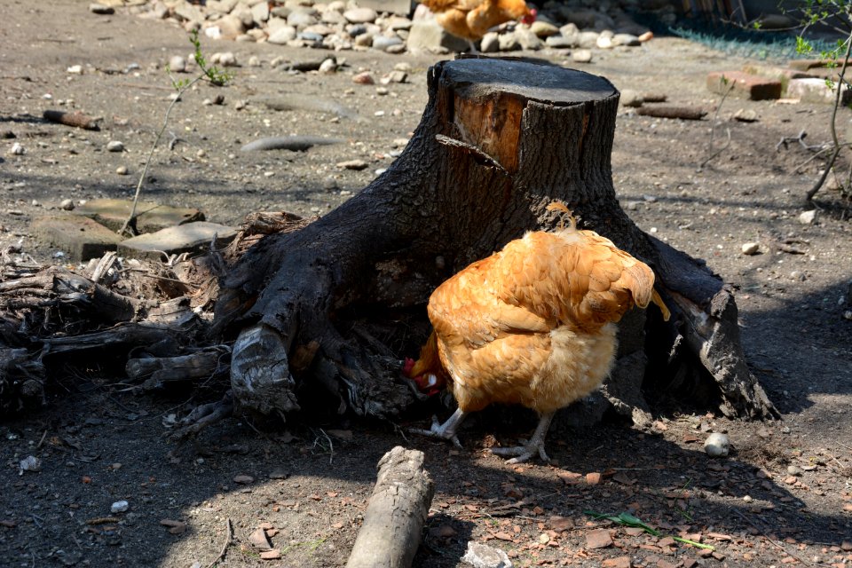 Gelbe Sachsenhuhn Henne am Baumstumpf