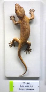 Gekko gecko - Museo Civico di Storia Naturale Giacomo Doria - Genoa, Italy - DSC03195
