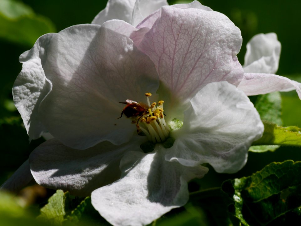 Gelber Edelapfel Freilichtmuseum Roscheider Hof Blüte H2