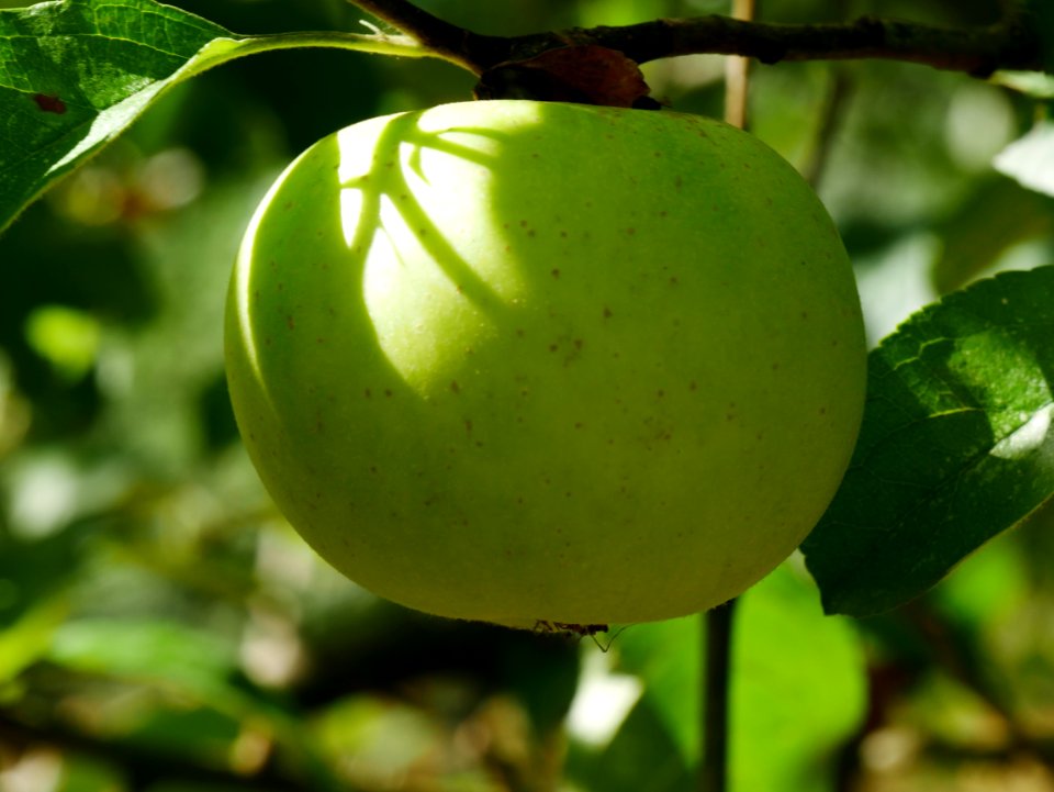 Gelber Edelapfel Freilichtmuseum Roscheider Hof Frucht H21
