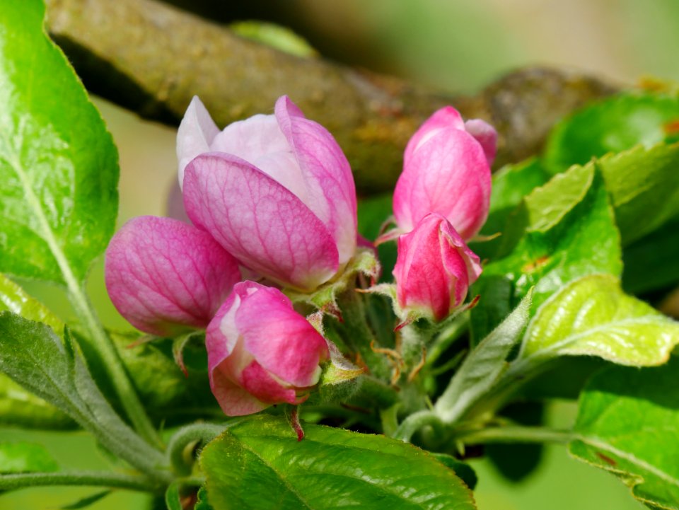 Gelber Edelapfel Freilichtmuseum Roscheider Hof Frucht Knospen H25