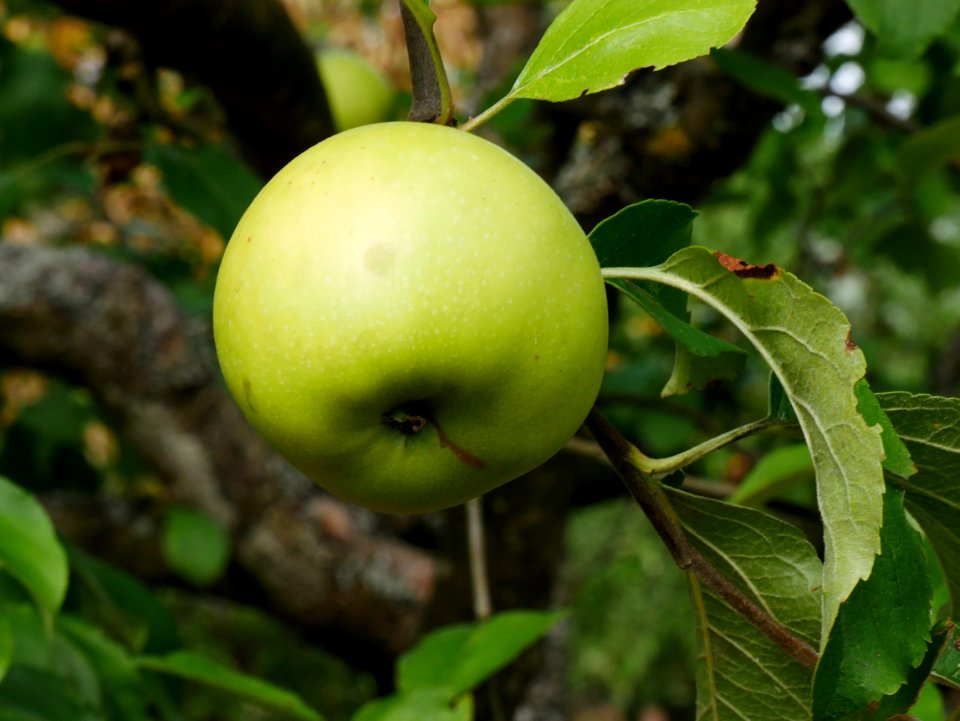 Gelber Edelapfel Freilichtmuseum Roscheider Hof Frucht H6