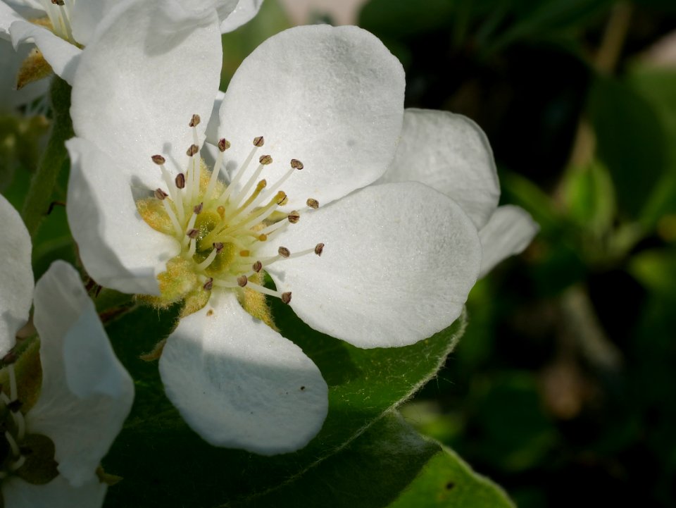 Gelbmöstler Freilichtmuseum Roscheider Hof Blüte H7