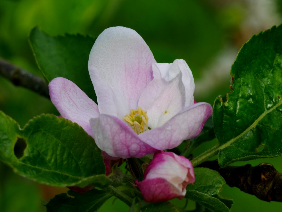 Gelber Edelapfel Freilichtmuseum Roscheider Hof Frucht Blüte und Knospe H22