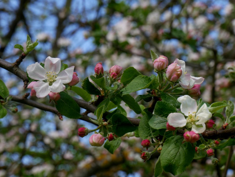 Geheimrat Dr. Oldenburg Freilichtmuseum Roscheider Hof Blüte H6