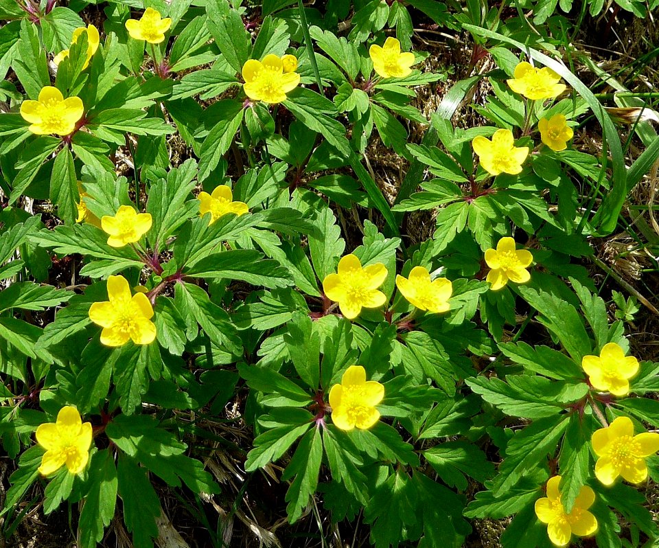Gelbes Windroeschen Schalding
