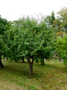Gehrers Rambur Freilichtmuseum Roscheider Hof Ganzer Baum H2