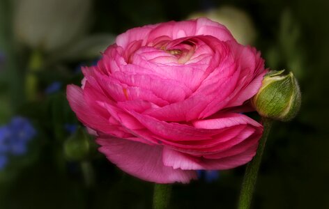 Pink spring ranunculus asiaticus