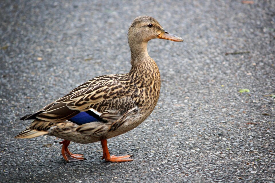 Animals bird volatile