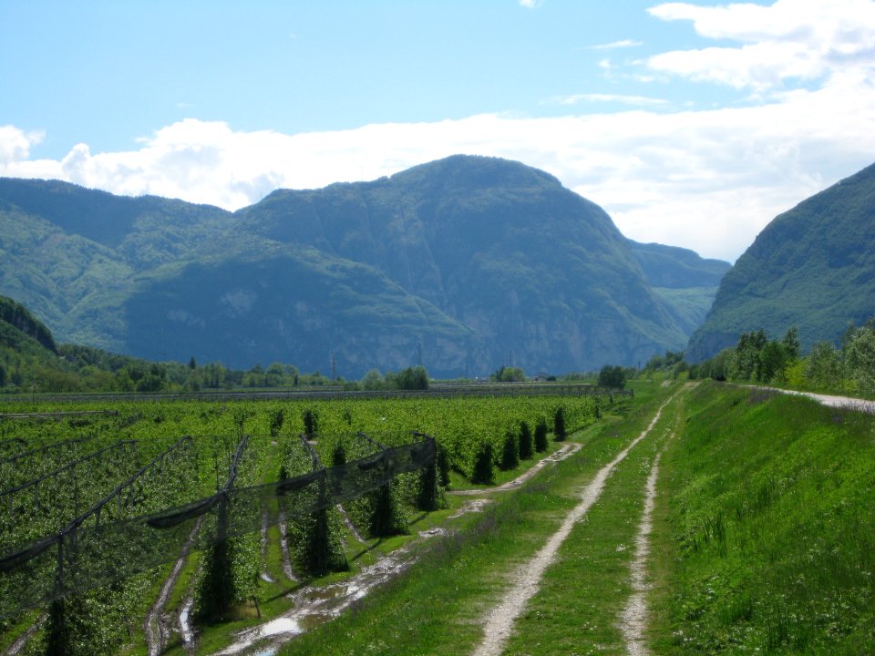Geier an der Salurner Klause von Norden 3