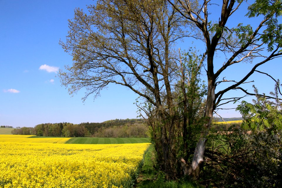Gehölz östlich der Pfarrlinde ARB6268