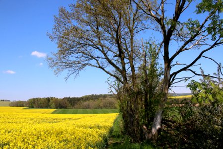 Gehölz östlich der Pfarrlinde ARB6268