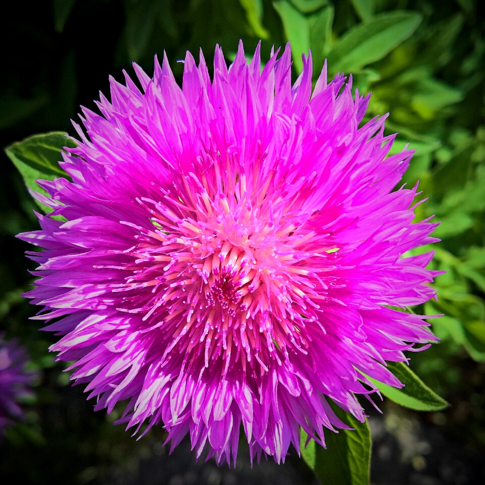 Knapweed pincushion flower pink