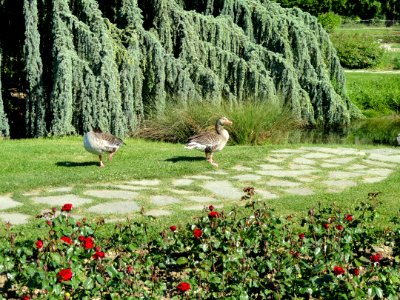 General view - Parc de la Tête d'Or - DSC05263