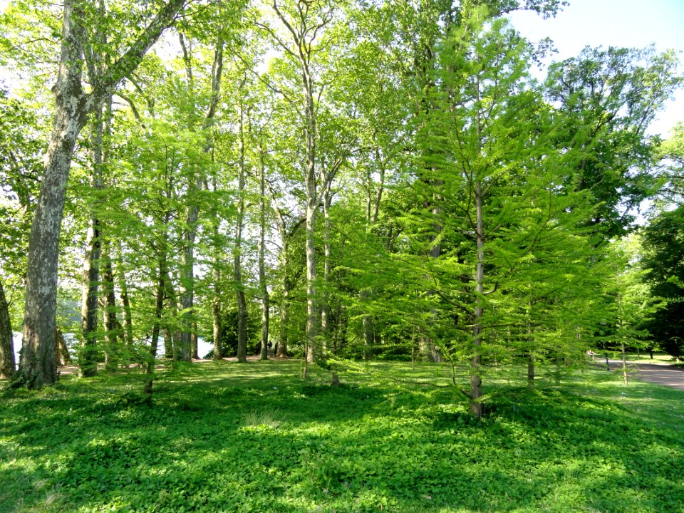 General view - Parc de la Tête d'Or - DSC05267