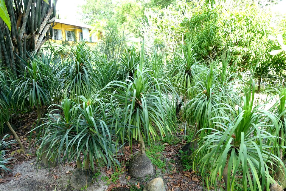 General view - Saigon Zoo and Botanical Gardens - Ho Chi Minh City, Vietnam - DSC01253
