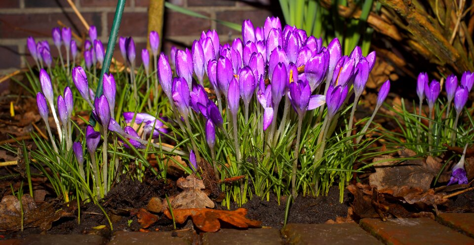 Purple spring flowers violet photo