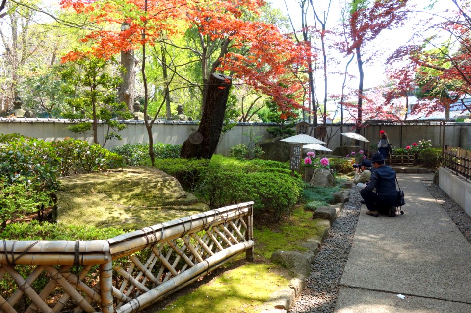 General view - Ueno Tōshō-gū Peony Garden - DSC01881