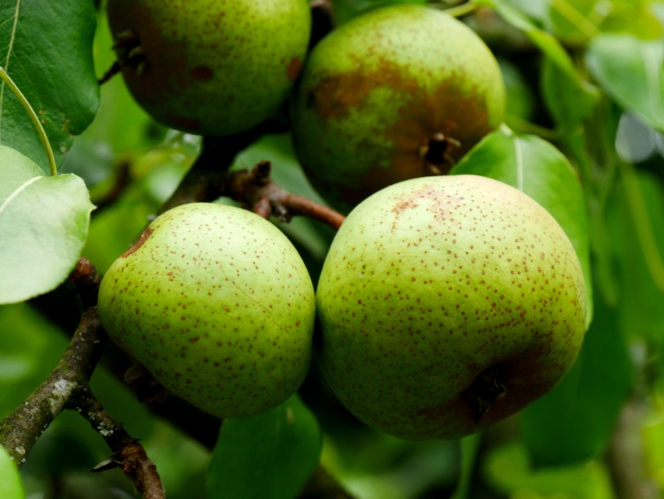 Gelbmöstler Freilichtmuseum Roscheider Hof Frucht H4