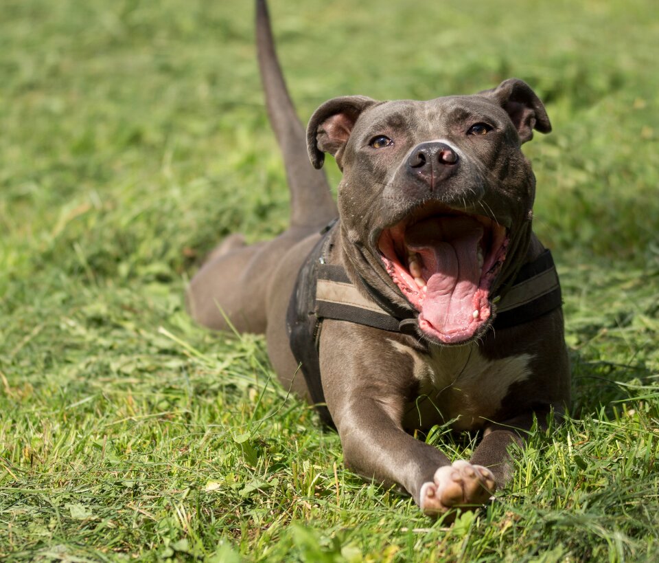 Dog pitbull portrait