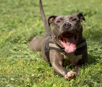 Dog pitbull portrait