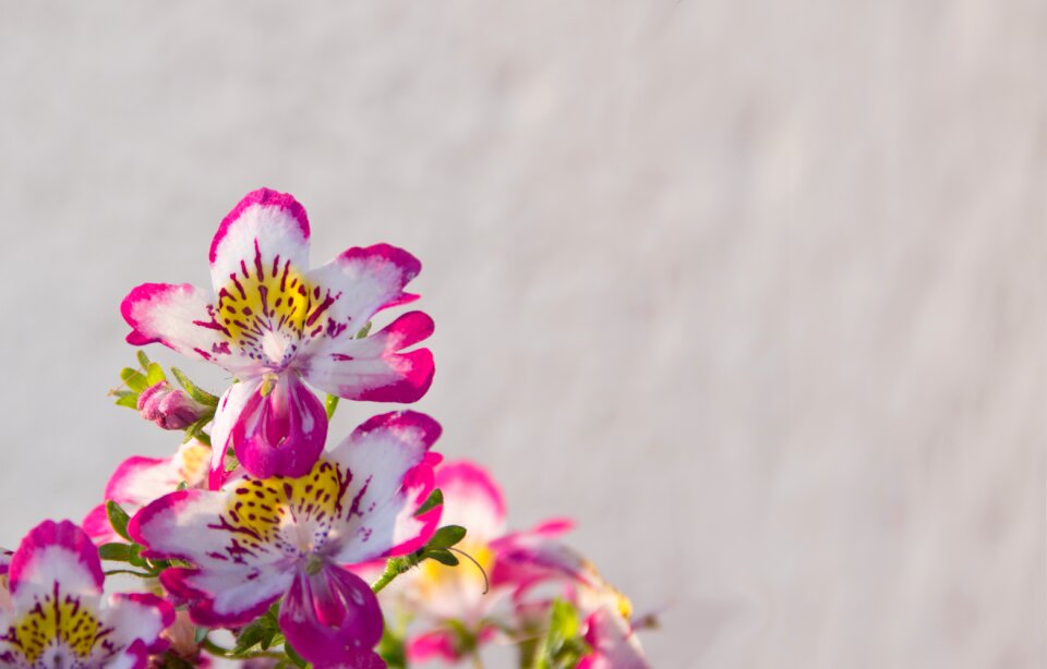 Noble pink orchid species