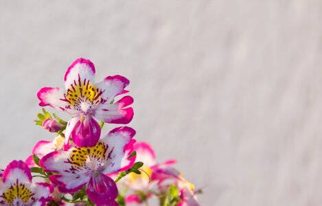 Noble pink orchid species