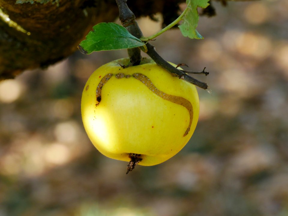 Gelber Edelapfel Freilichtmuseum Roscheider Hof Frucht H7