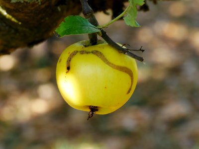 Gelber Edelapfel Freilichtmuseum Roscheider Hof Frucht H7