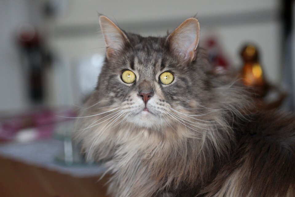 Long coat mackerel green eyes