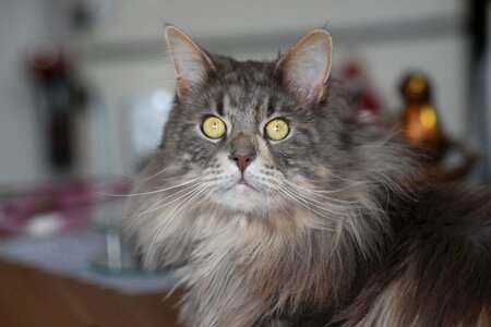 Long coat mackerel green eyes