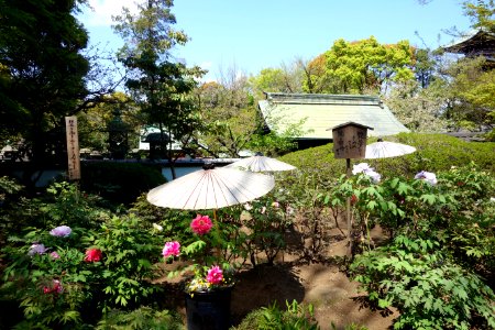 General view - Ueno Tōshō-gū Peony Garden - DSC01960