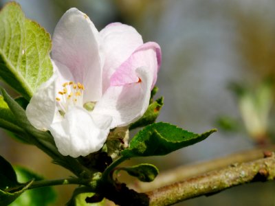 Gelber Edelapfel Freilichtmuseum Roscheider Hof Frucht Blüte H24