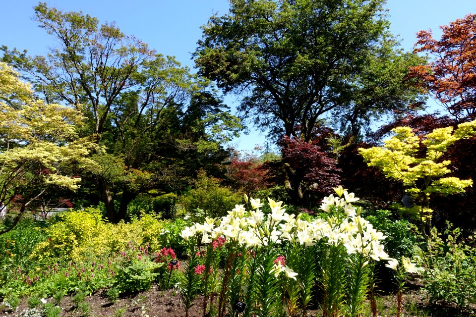 General view - VanDusen Botanical Garden - Vancouver, BC - DSC07358