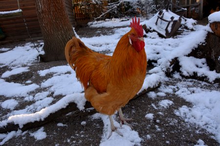Gelber Sachsenhahn im Schnee