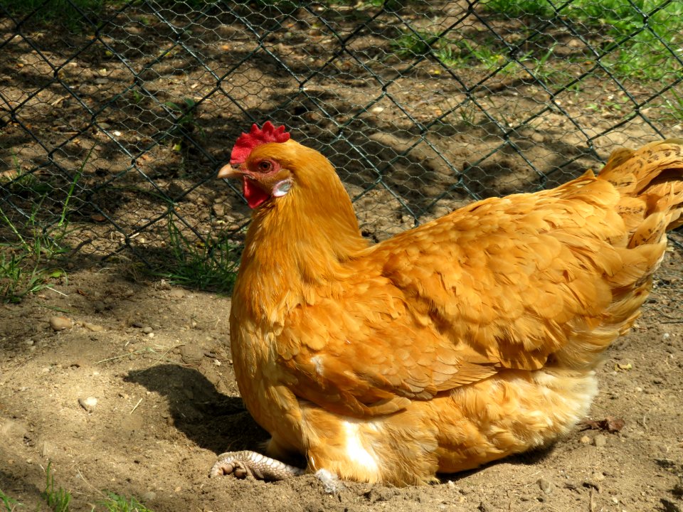 Gelbes Sachsenhuhn beim Sandbaden
