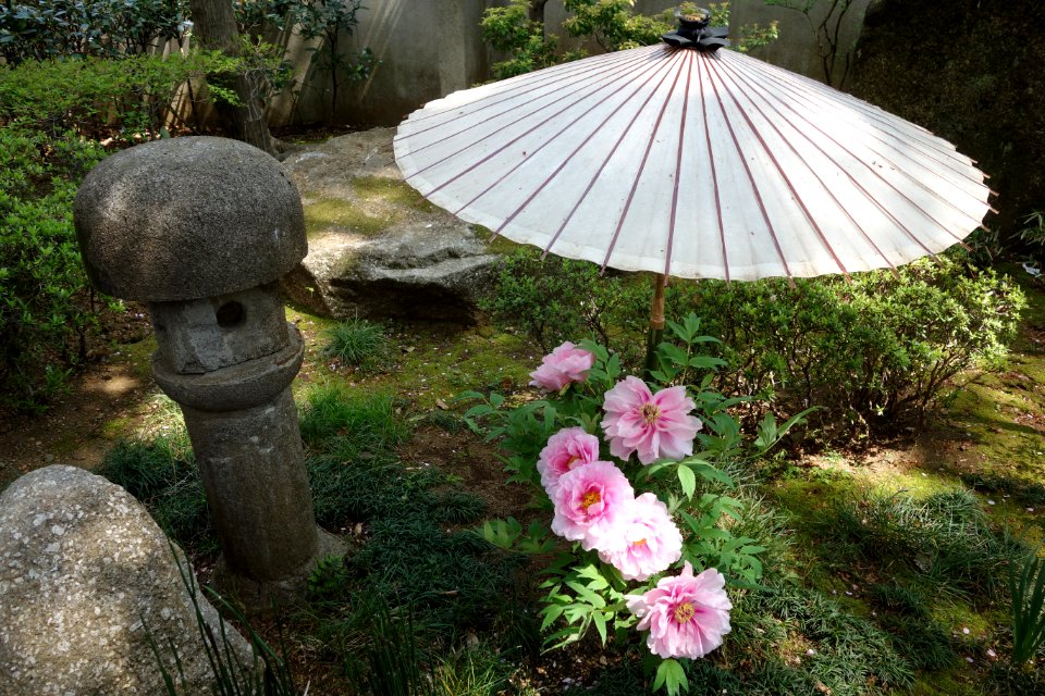 General view - Ueno Tōshō-gū Peony Garden - DSC01888