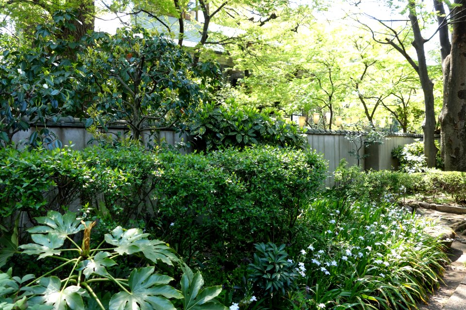 General view - Ueno Tōshō-gū Peony Garden - DSC01931