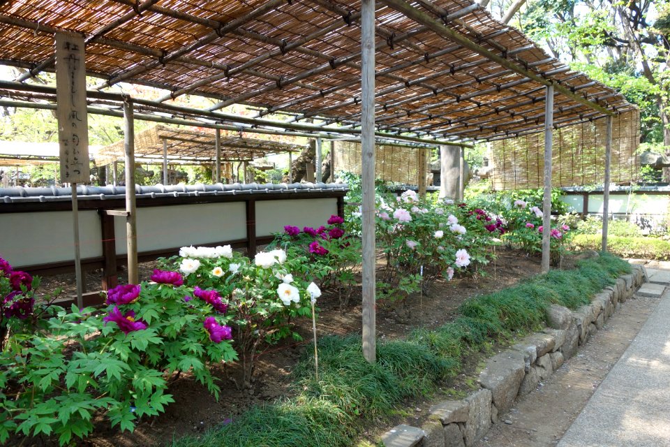 General view - Ueno Tōshō-gū Peony Garden - DSC01890